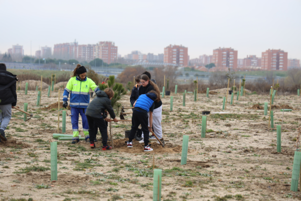 En los últimos cuatro años, Fuenlabrada ha plantado 13,000 árboles, destacando la colaboración ciudadana, especialmente de la población escolar, en este esfuerzo por mejorar el entorno urbano y promover la sostenibilidad.