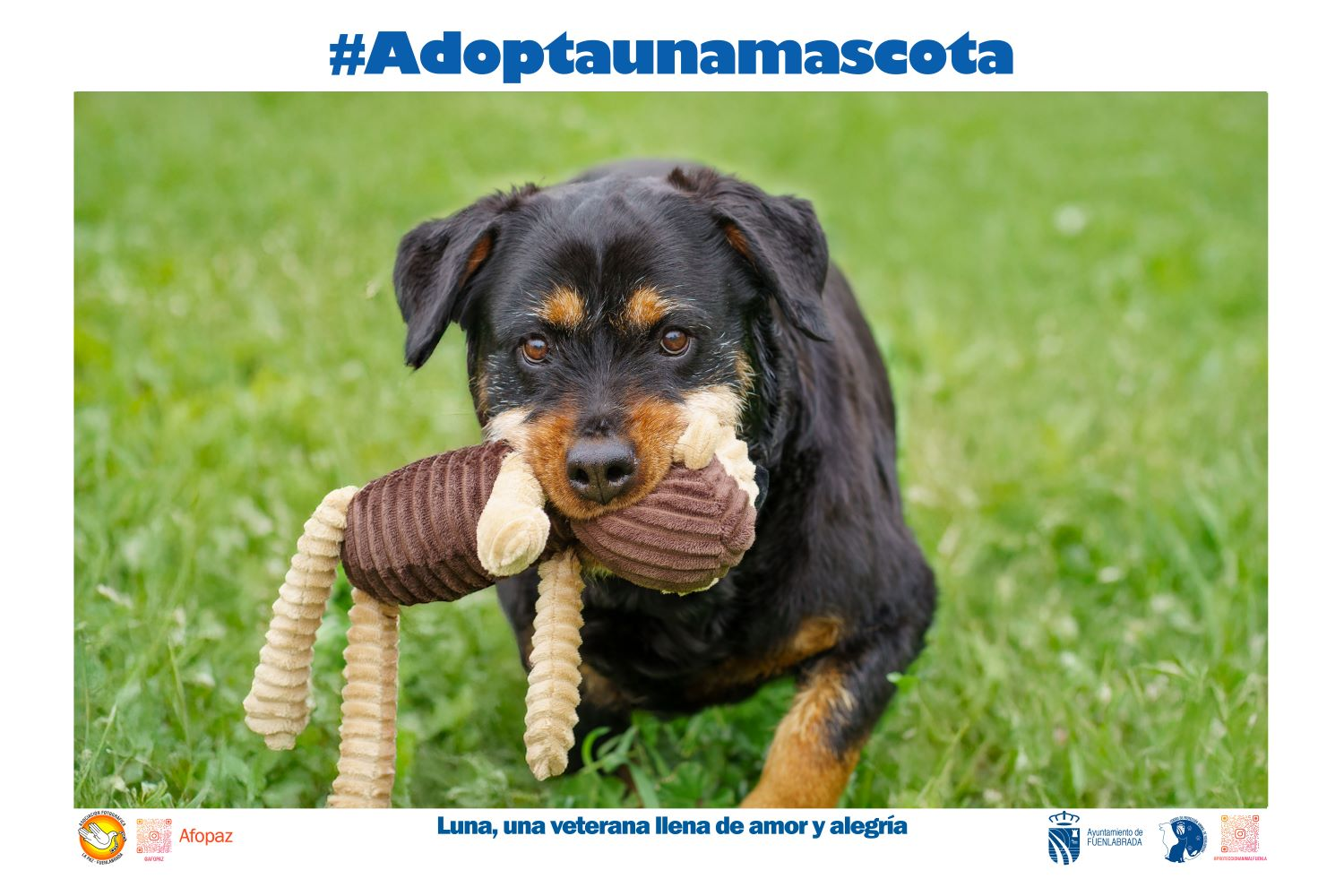 Exposición fotográfica “Adopta una mascota”: una iniciativa para fomentar la adopción responsable en Fuenlabrada Exposición fotográfica “Adopta una mascota”: una iniciativa para fomentar la adopción responsable en Fuenlabrada