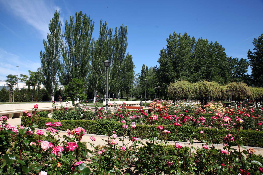 Fuenlabrada inicia su nuevo Plan de Arbolado: 1.400 nuevas plantaciones en barrios, colegios y parques para lograr una ciudad más verde, segura y sostenible.